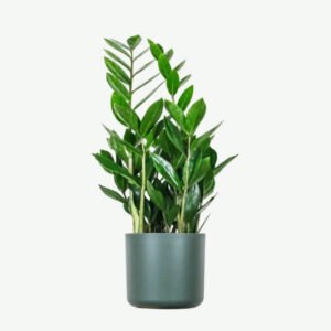 Beranda plants ecommerce product featured img 16