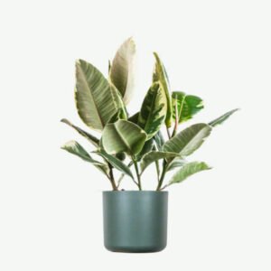 Beranda plants ecommerce product featured img 7