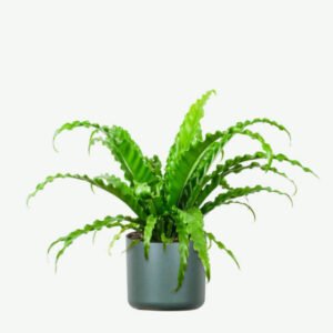 Beranda plants ecommerce product featured img 8